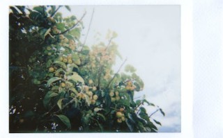 （黄雀）百度云网盘完整下载